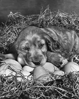 Susi - waiting for eggs to hatch