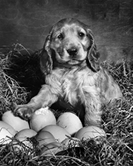 Images Dated 21st March 2016: Susi - waiting for eggs to hatch