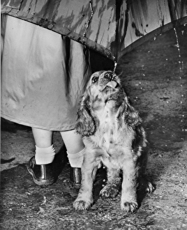 Images Dated 18th March 2016: Susi - walking in the rain