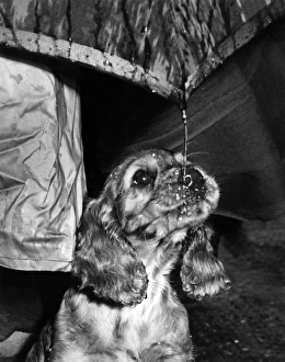 Images Dated 22nd March 2016: Susi - walking in the rain under umbrella