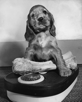 Images Dated 18th March 2016: Susi - weighing a bone on scales