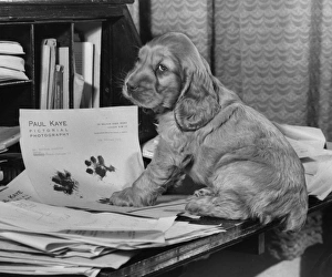 Paws Gallery: Susi - on a writing desk