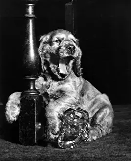 Susi - yawning