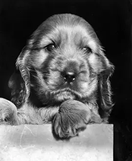 Susi - as a very young puppy