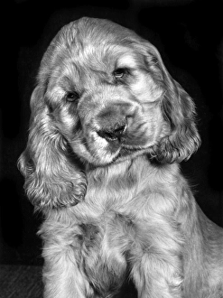 Images Dated 20th June 2016: Susi - as a young puppy