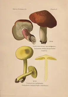 Suspect Prints: Suspect mushroom, Tricholoma rutilans and poisonous