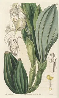 Shrub Prints: Swaddled babies orchid, Anguloa uniflora
