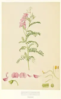 1796 Prints: Swainsona sp