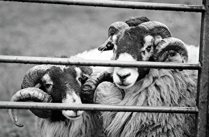 Images Dated 2nd July 2019: Two Swaledale rams behind a farm gate, Coverdale