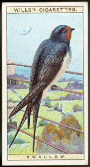 Latin Prints: Swallow / Cig. Card / 1915