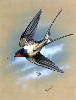 Birds Collection: A Swallow in flight