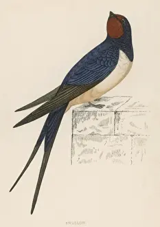 Rustica Prints: Swallow (Morris)