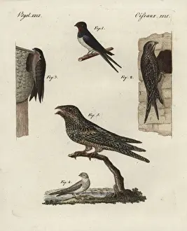 Bilderbuchfurkinder Prints: Swallow, swift, martins and nightjar