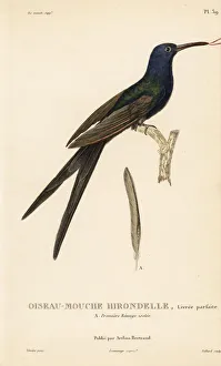 Colibris Collection: Swallow-tailed hummingbird, Eupetomena macroura