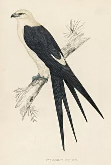 1851 Collection: Swallow-Tailed Kite
