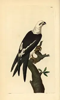 Swallow-tailed kite, Elanoides forficatus