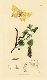 Larva Prints: Swallow-tailed moth and common elder