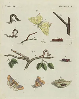 Pupa Prints: Swallow-tailed moth and scalloped oak moth