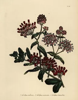 Botanist Collection: Swallow-wort or Asclepias species