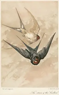 Hirundo Prints: Two Swallows