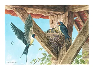 Parry Prints: Swallows British Birds Watercolour painting David