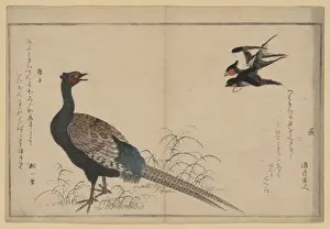 Swallows Prints: Swallows and pheasant
