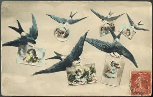 Swallows / Postcards 1908