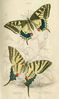 Anatomical Collection: Swallowtail Butterflies