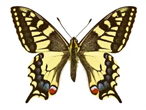 Natural History Museum Prints: Swallowtail butterfly