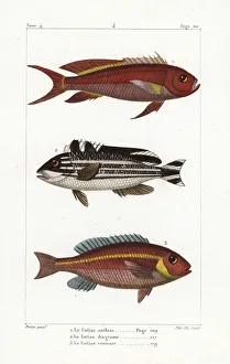 Germain Gallery: Swallowtail seaperch, striped sweetlips