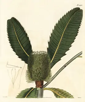 Swamp banksia, Banksia robur