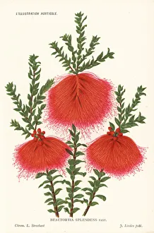 Stroobant Collection: Swamp bottlebrush, Beaufortia sparsa