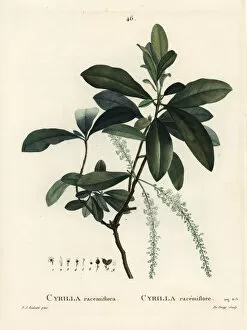 Swamp cyrilla, Cyrilla racemiflora
