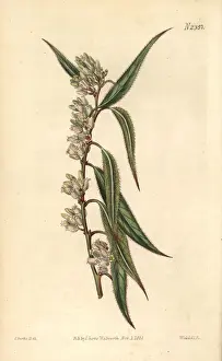 Andromeda Prints: Swamp dog-laurel, Leucothoe axillaris