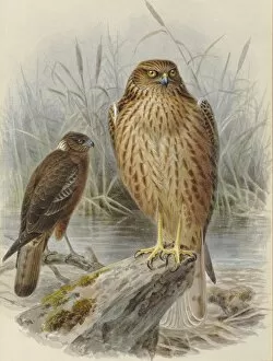 Jg Keulemans Collection: Swamp Harrier Kahu (young and adult)