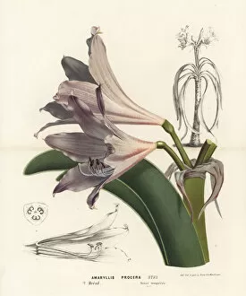 Lily Gallery: Swamp lily, Crinum erubescens