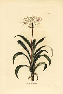 Swamp lily, Crinum erubescens