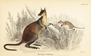 Marsupiata Prints: Swamp wallaby, Wallabia bicolor