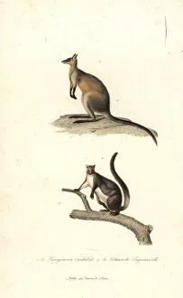 Swamp wallaby and yellow-bellied glider