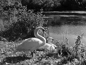Swan Cob and Pen