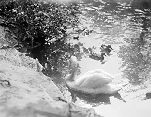 Cygnets Prints: Swan and Cygnets