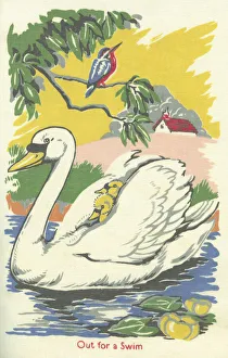 Images Dated 2nd February 2021: Swan and Cygnets
