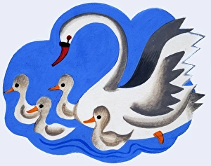 Images Dated 14th September 2006: Swan and cygnets