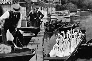 Swan day in Henley-on-Thames