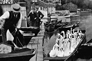 Henley Royal Regatta Finish, Early 1900s. Art Prints