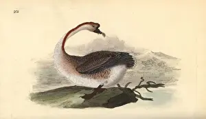 Edwarddonovan Prints: Swan goose, Anser cygnoides, vulnerable