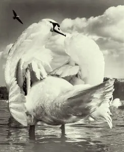 Swan on Kensington Round Pond