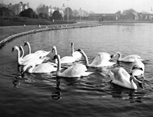 Images Dated 11th March 2011: SWAN LAKE