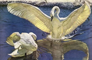 Graceful Gallery: Swan Lands Near Mate Date: 1947