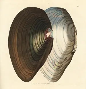 Mussel Prints: Swan mussel, Anodonta stagnalis